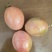 满天星百香果苗10~20cm