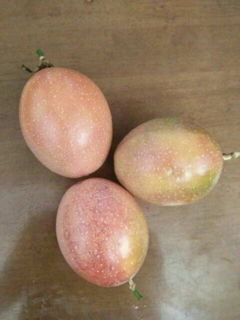 满天星百香果苗10~20cm