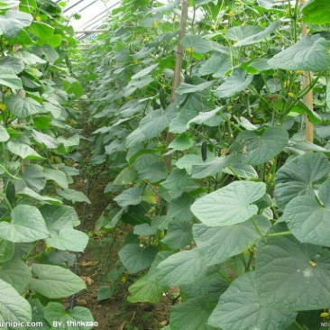蔬菜大棚大棚骨架大棚膜