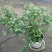 蓝莓苗30~50cm2年以上
