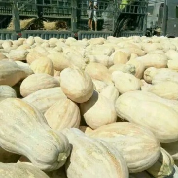 密本南瓜长条形
