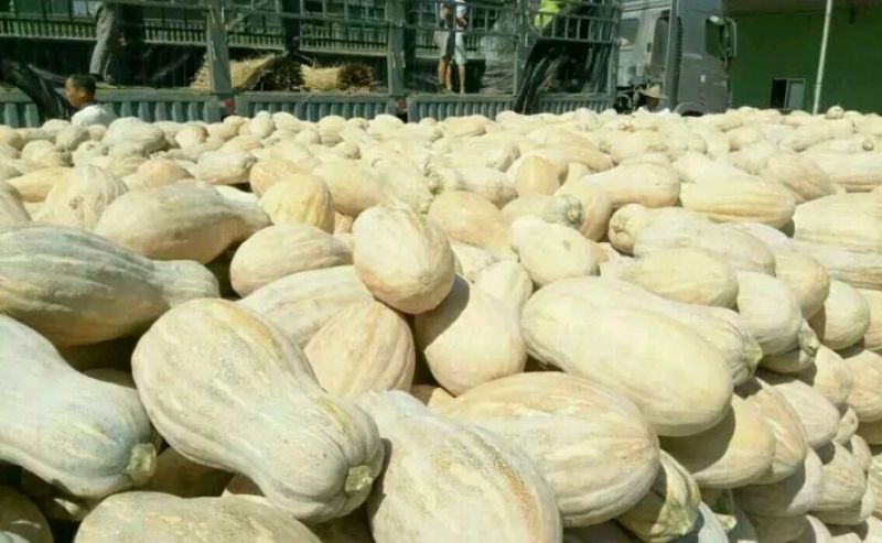 密本南瓜长条形