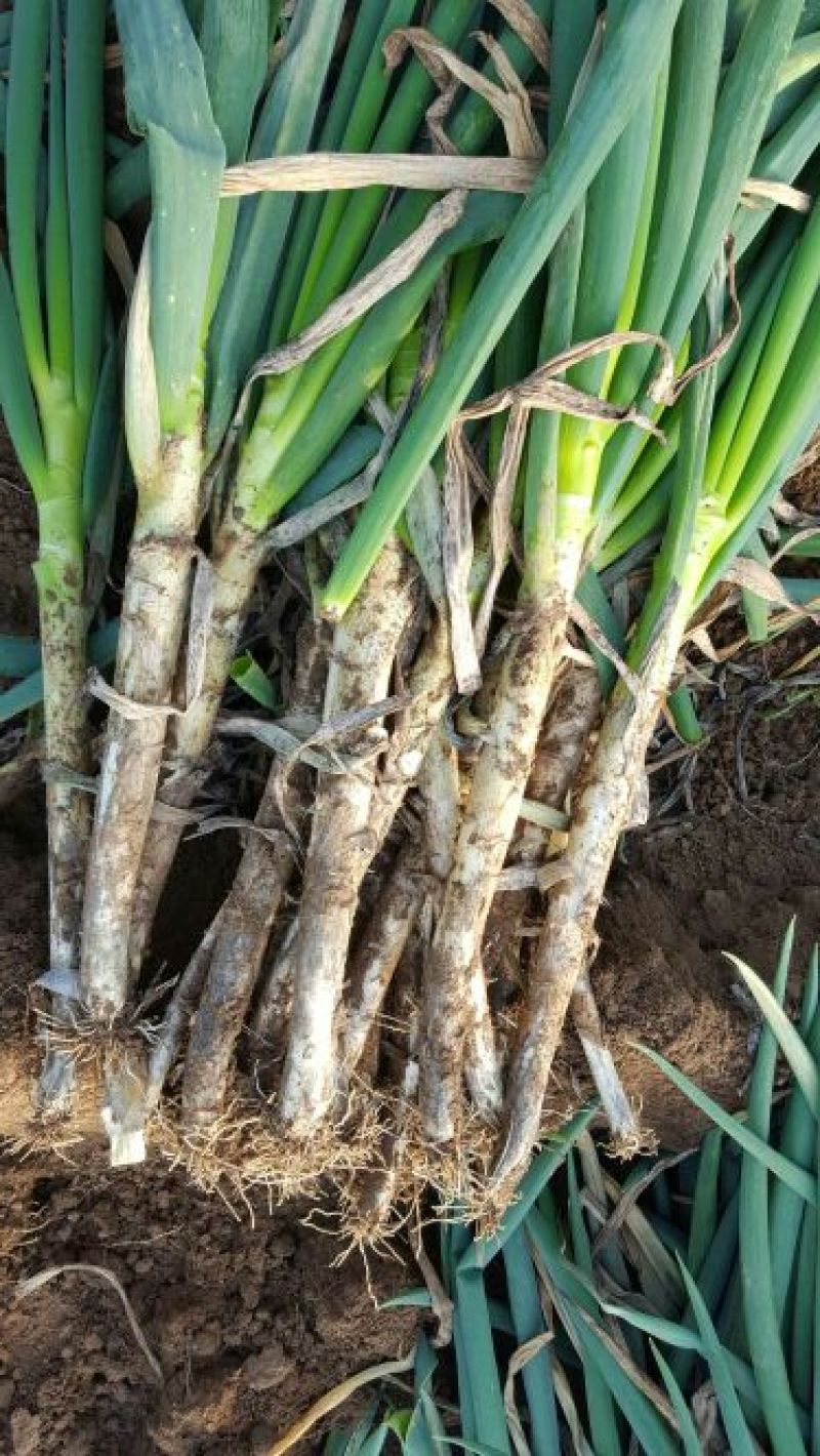 铁杆大葱毛葱2cm左右30~40cm