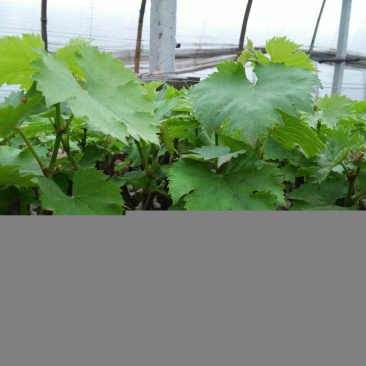 商丘夏黑葡萄苗阳光玫瑰，蓝宝石，0.5年30cm以下