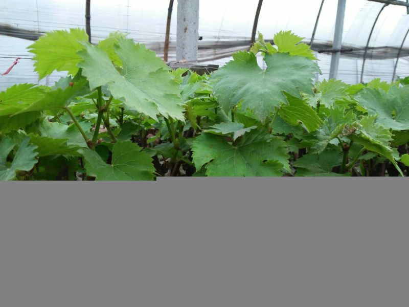 商丘夏黑葡萄苗阳光玫瑰，蓝宝石，0.5年30cm以下