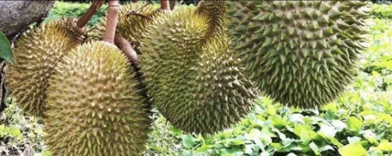 榴莲树苗