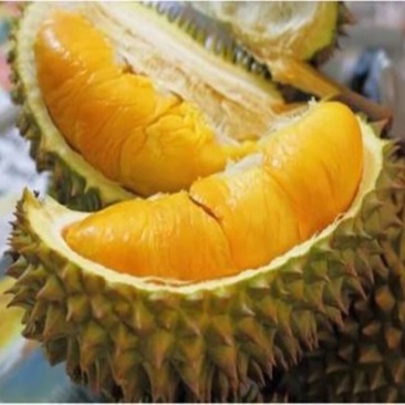 榴莲树苗