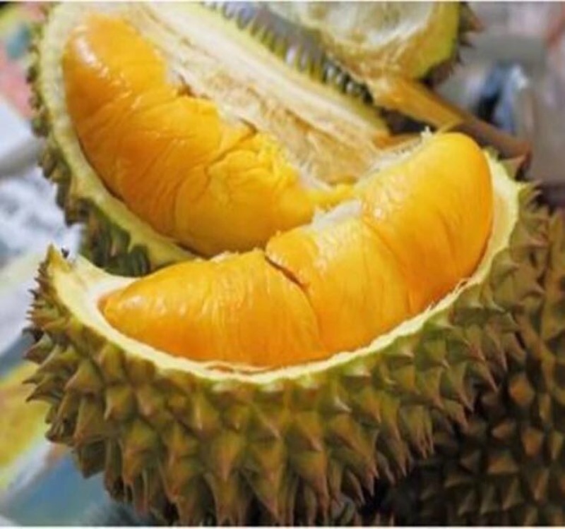 榴莲树苗
