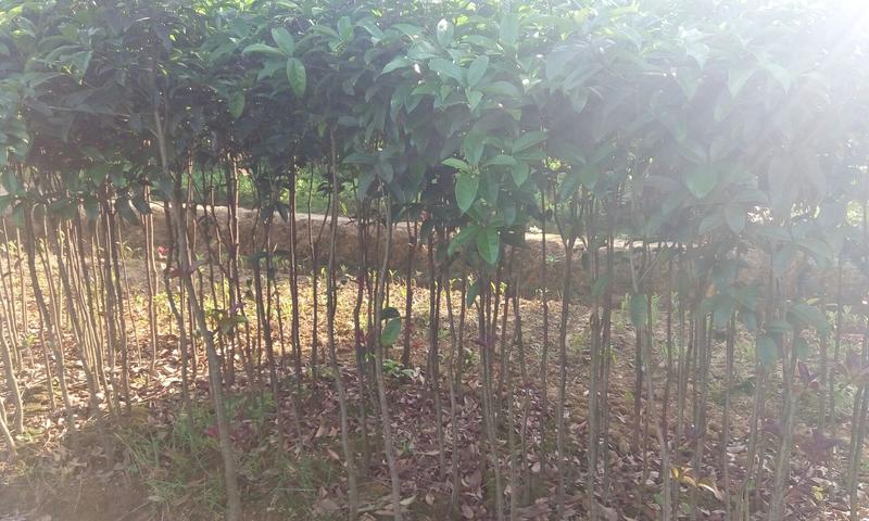 桂花树1米以下4~6cm1.5~2米