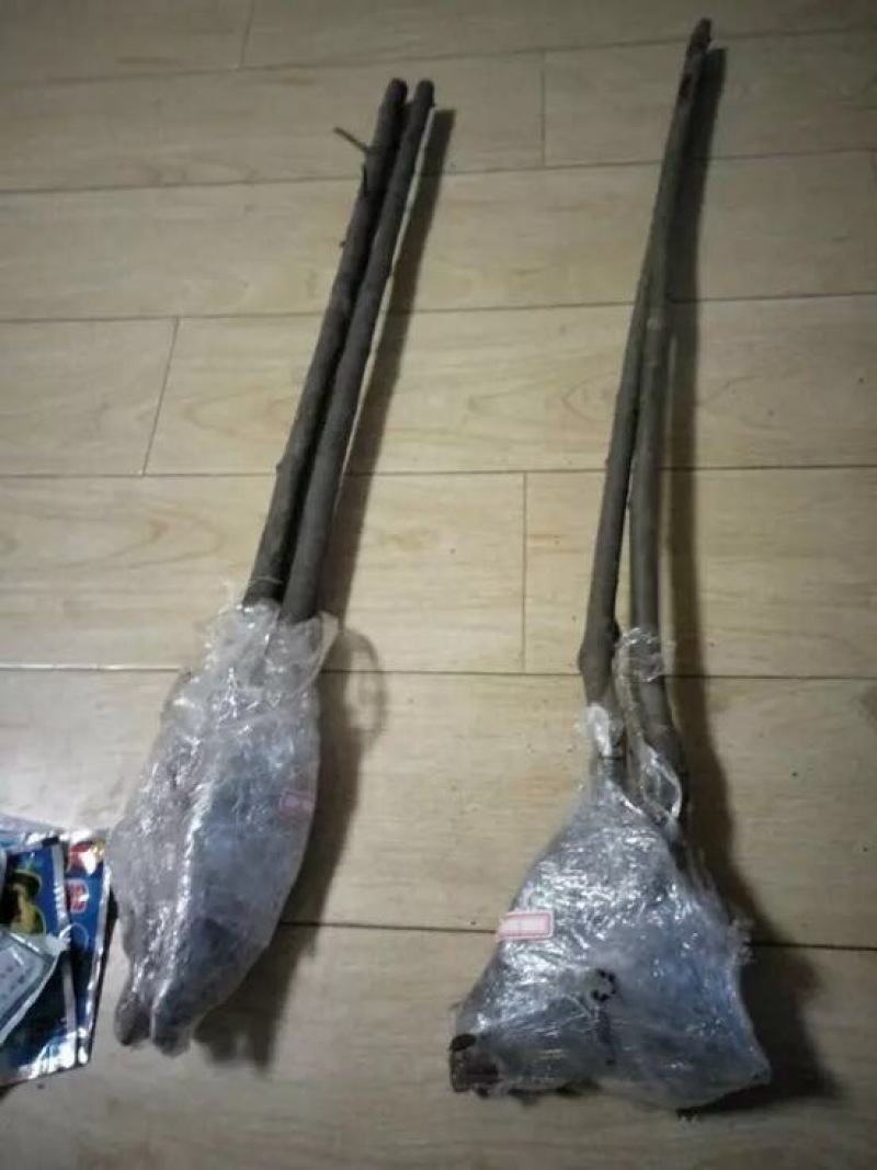 榴莲树苗