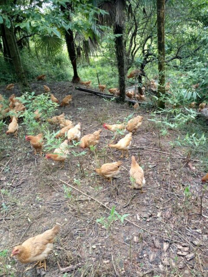 客家土鸡9~12月