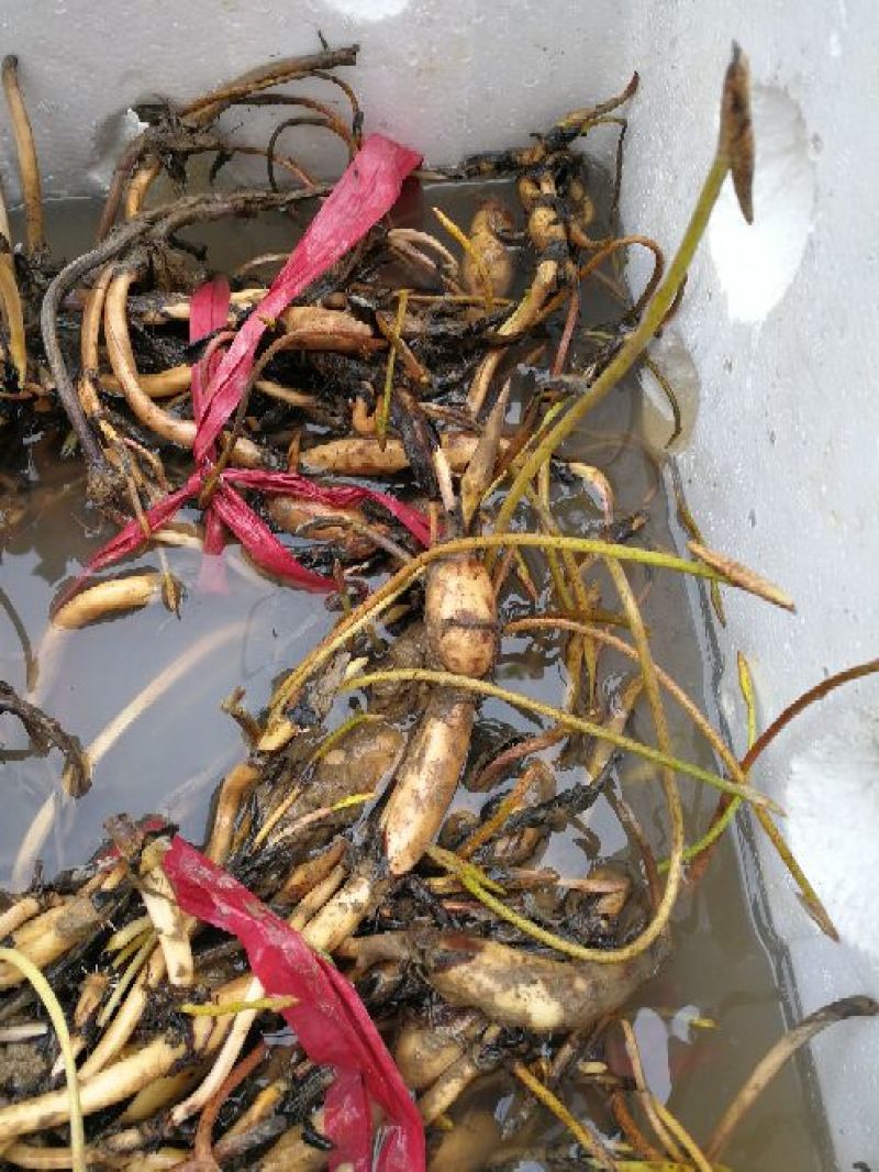 【荷花】观赏水生植物颜色艳丽质量优质品种繁多可阳台种植