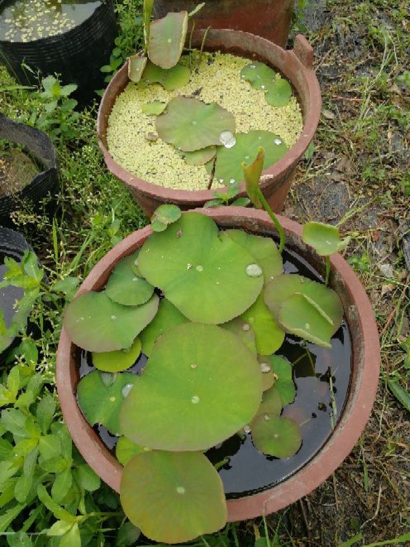 【荷花】观赏水生植物颜色艳丽质量优质品种繁多可阳台种植