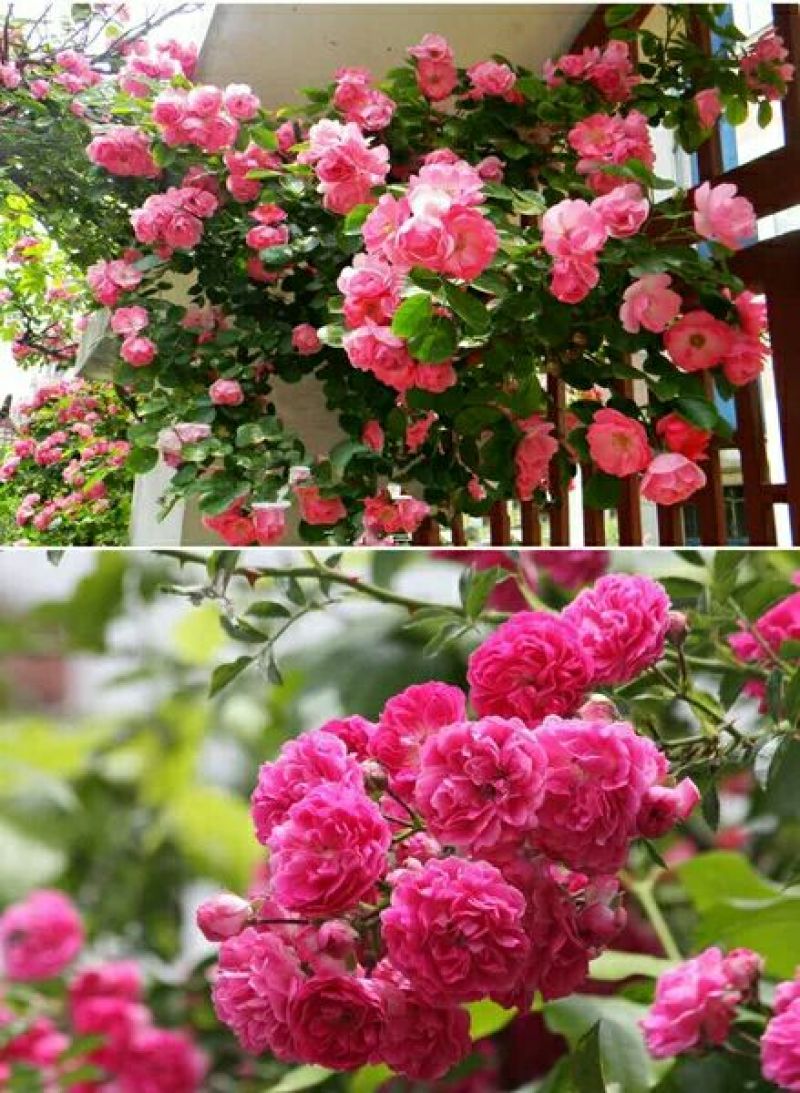 爬墙梅50~80cm