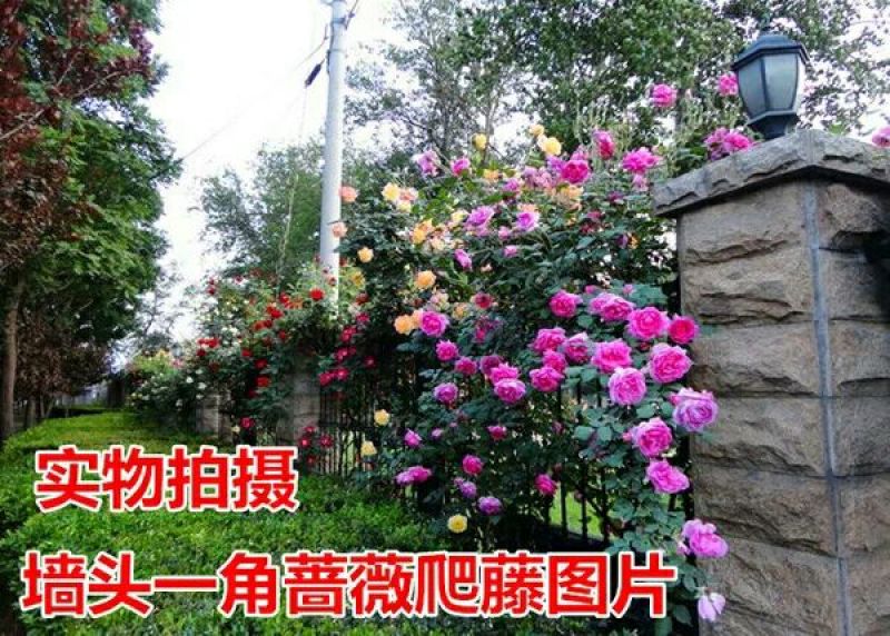 多花蔷薇50~80cm