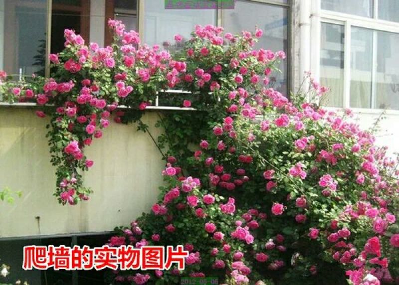 多花蔷薇50~80cm