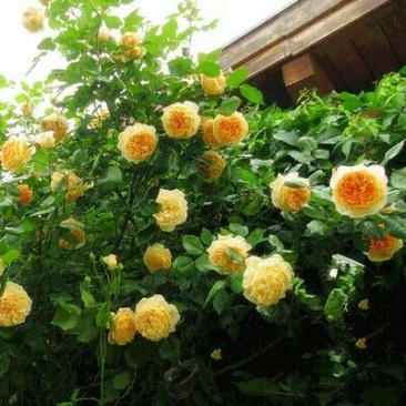 多花蔷薇50~80cm