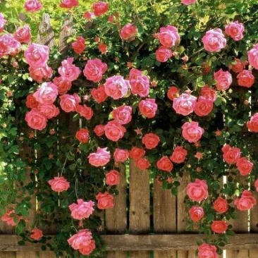蔷薇花50~80cm