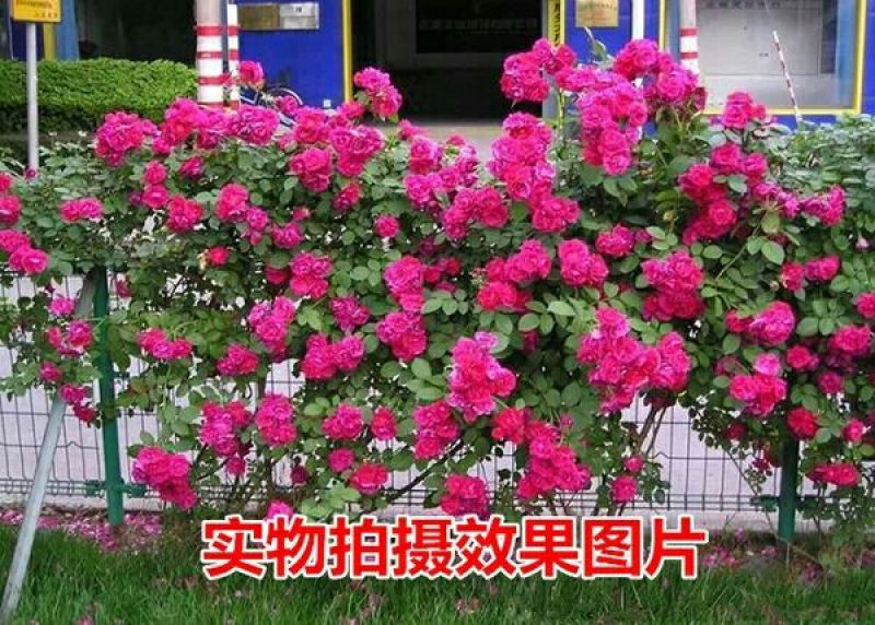 蔷薇花50~80cm