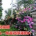 蔷薇花50~80cm