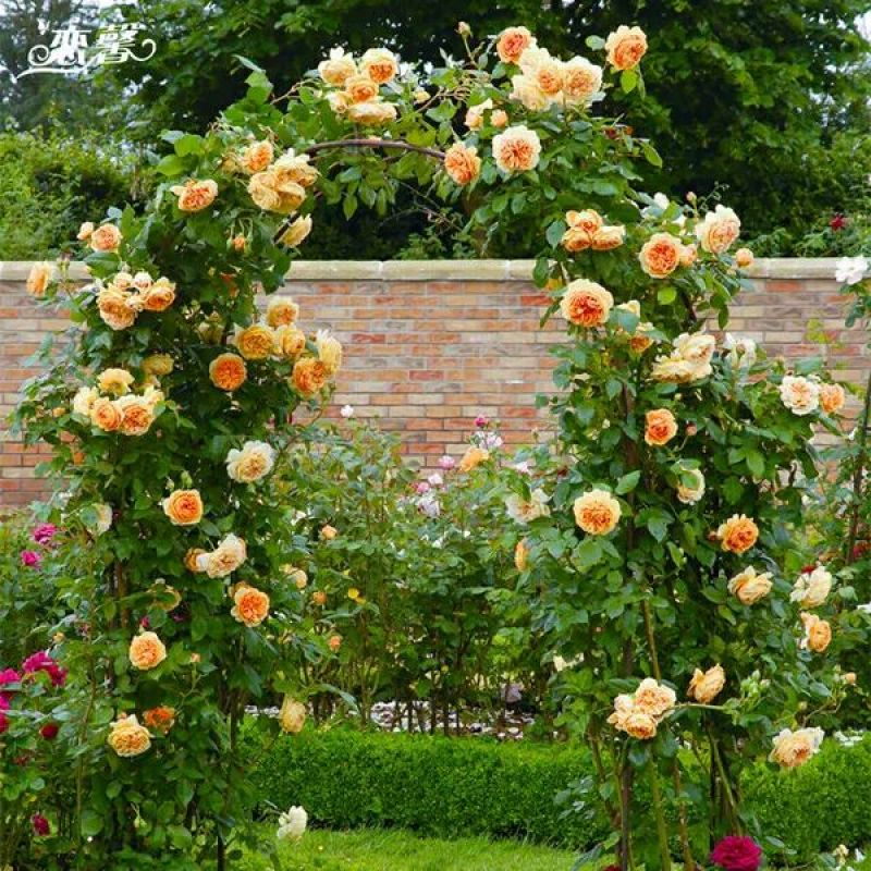 蔷薇花50~80cm