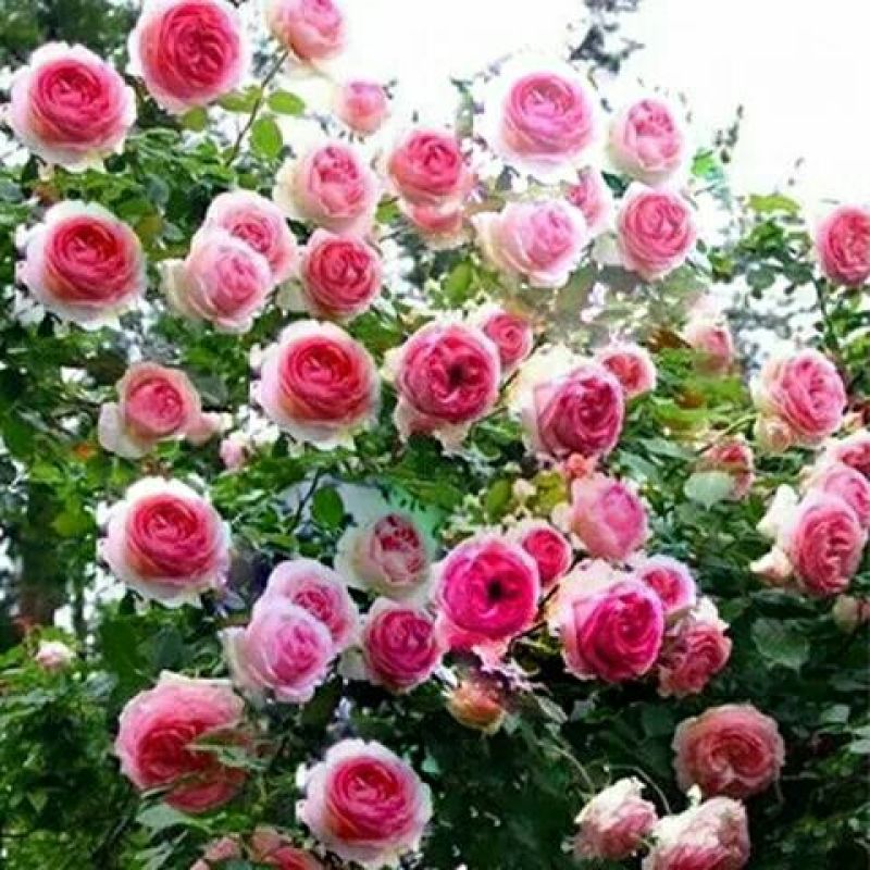 蔷薇花50~80cm