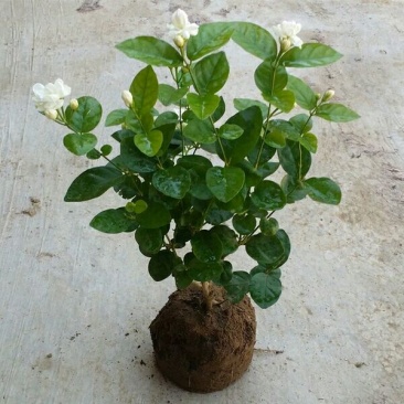 茉莉花不含盆