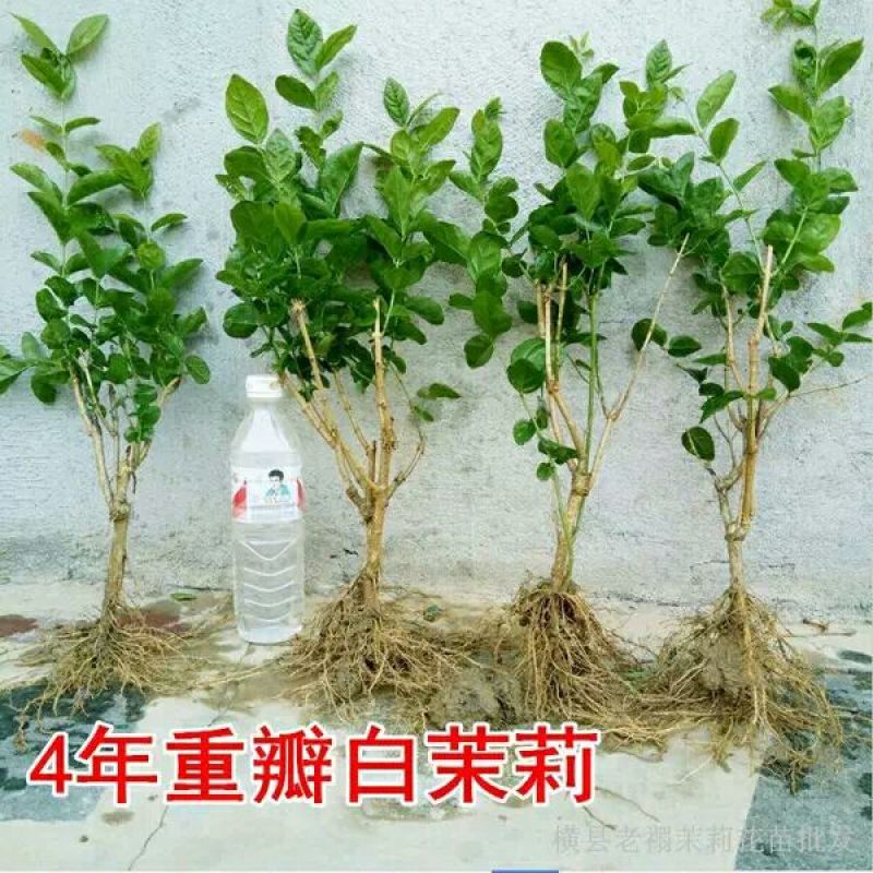 茉莉花不含盆