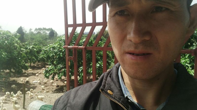 四川白鹅苗250g以上