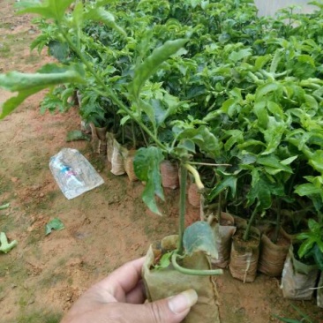 百香果苗10cm以下
