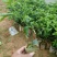 百香果苗10cm以下
