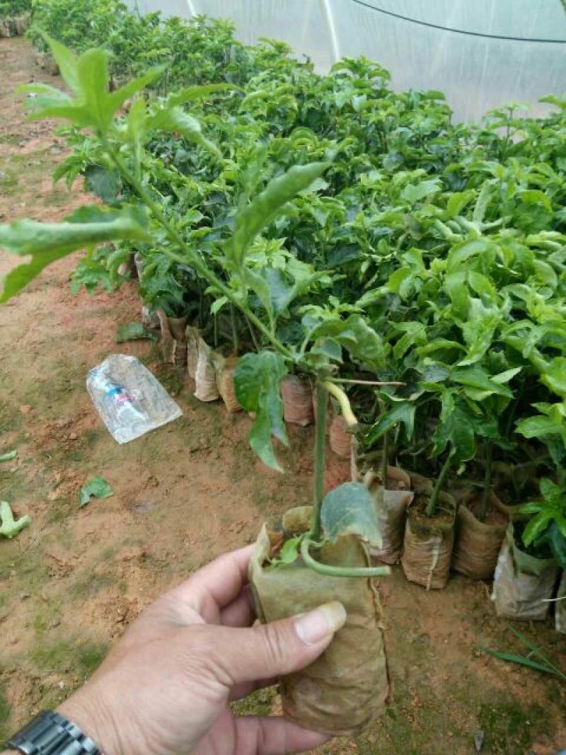 百香果苗10cm以下