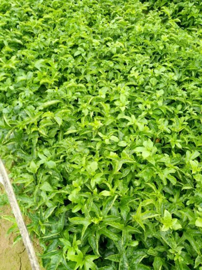 百香果苗10cm以下