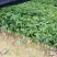 百香果苗10cm以下