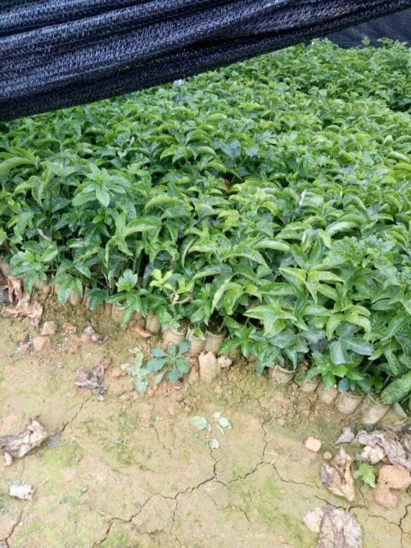 百香果苗10cm以下