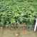 百香果苗10cm以下