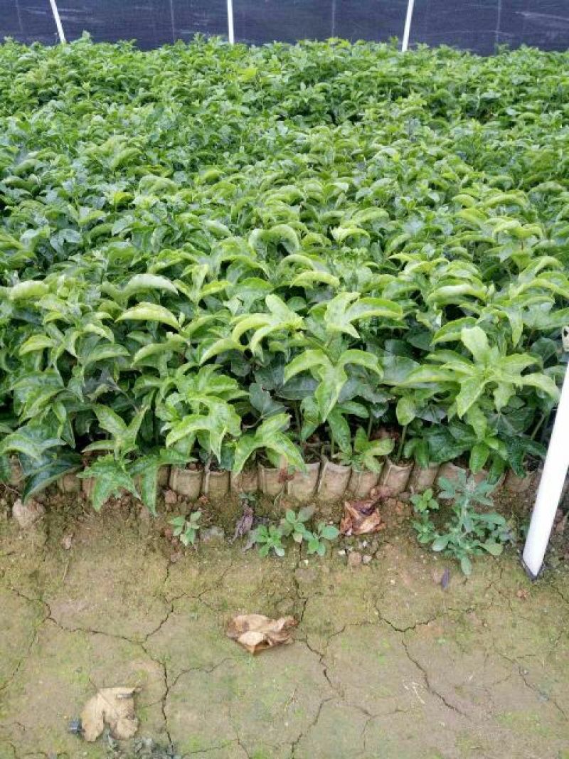 百香果苗10cm以下