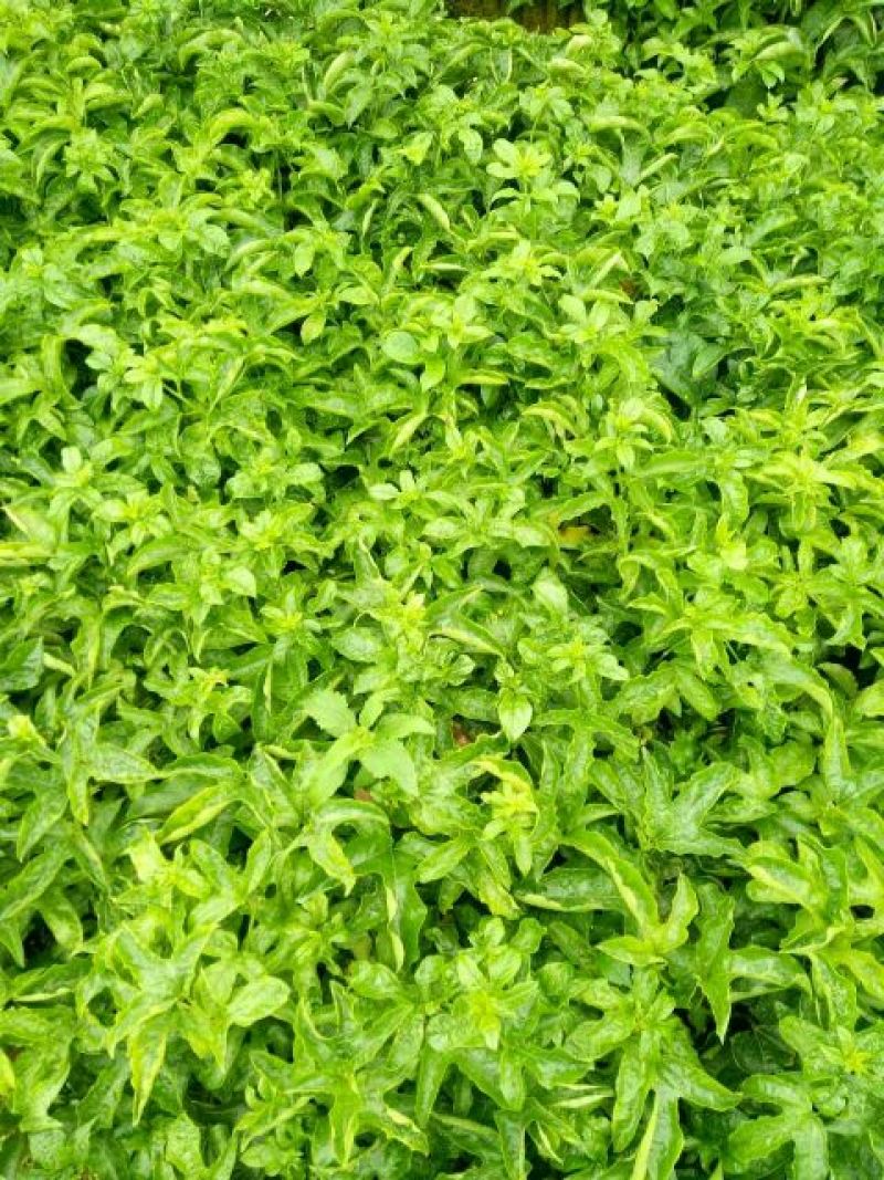 百香果苗10cm以下