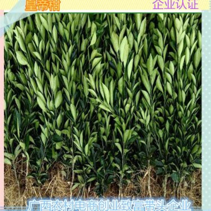 沃柑苗30~50cm