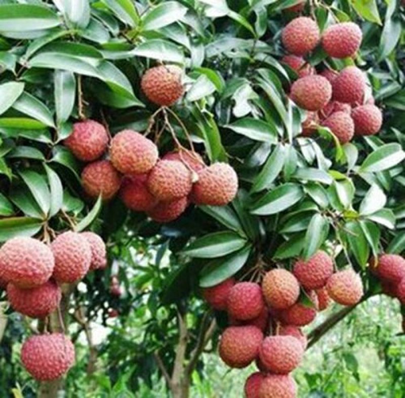 妃子笑荔枝苗30~50cm