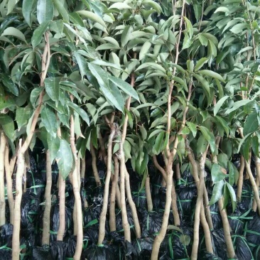 妃子笑荔枝苗30~50cm