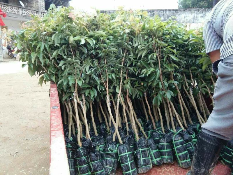 妃子笑荔枝苗30~50cm