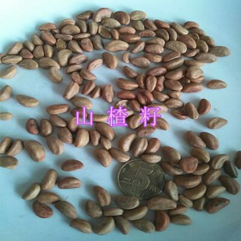 花椒种子