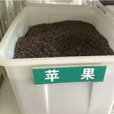 花椒种子