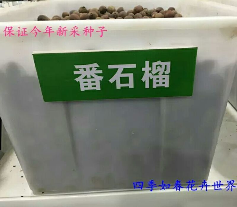 花椒种子