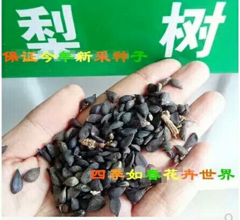 花椒种子
