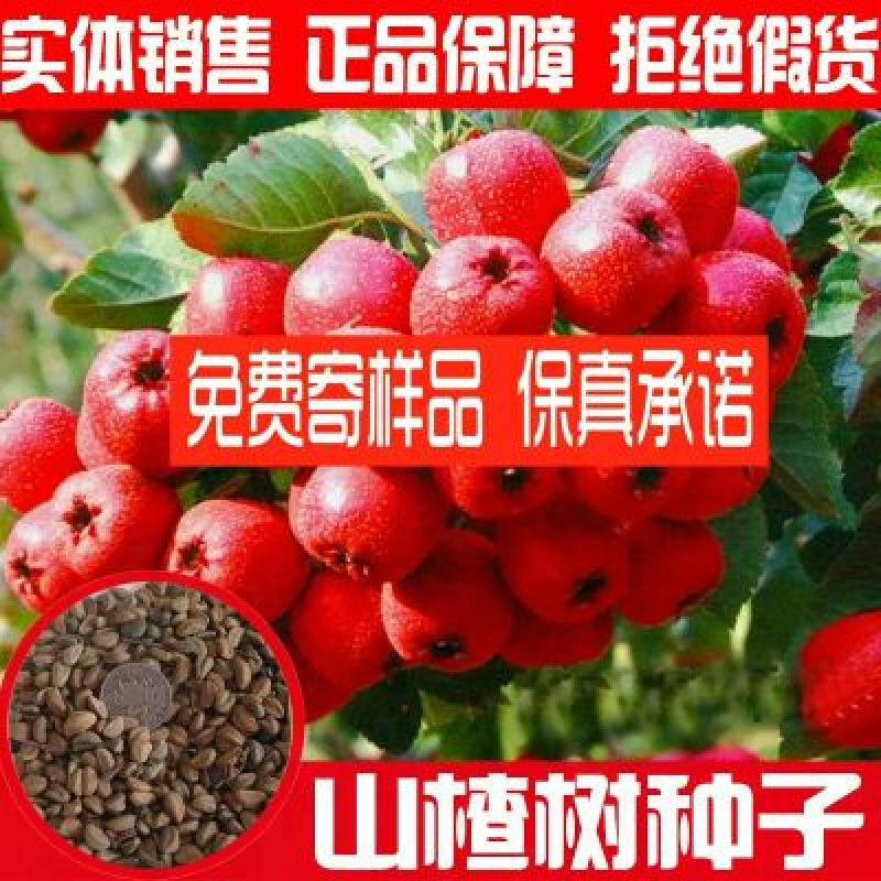 花椒种子