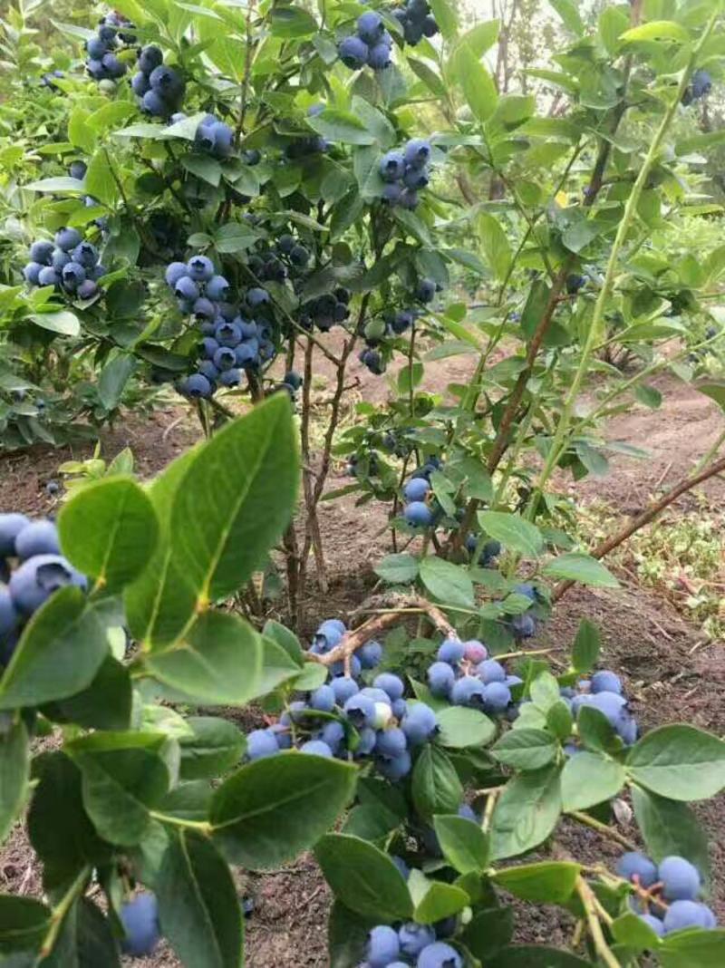 蓝莓苗东北蓝莓苗抗寒蓝莓苗基地哈尔滨浩海浆果