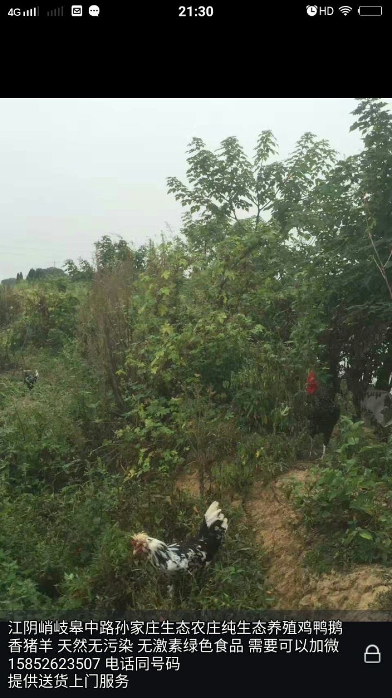 鸭肉