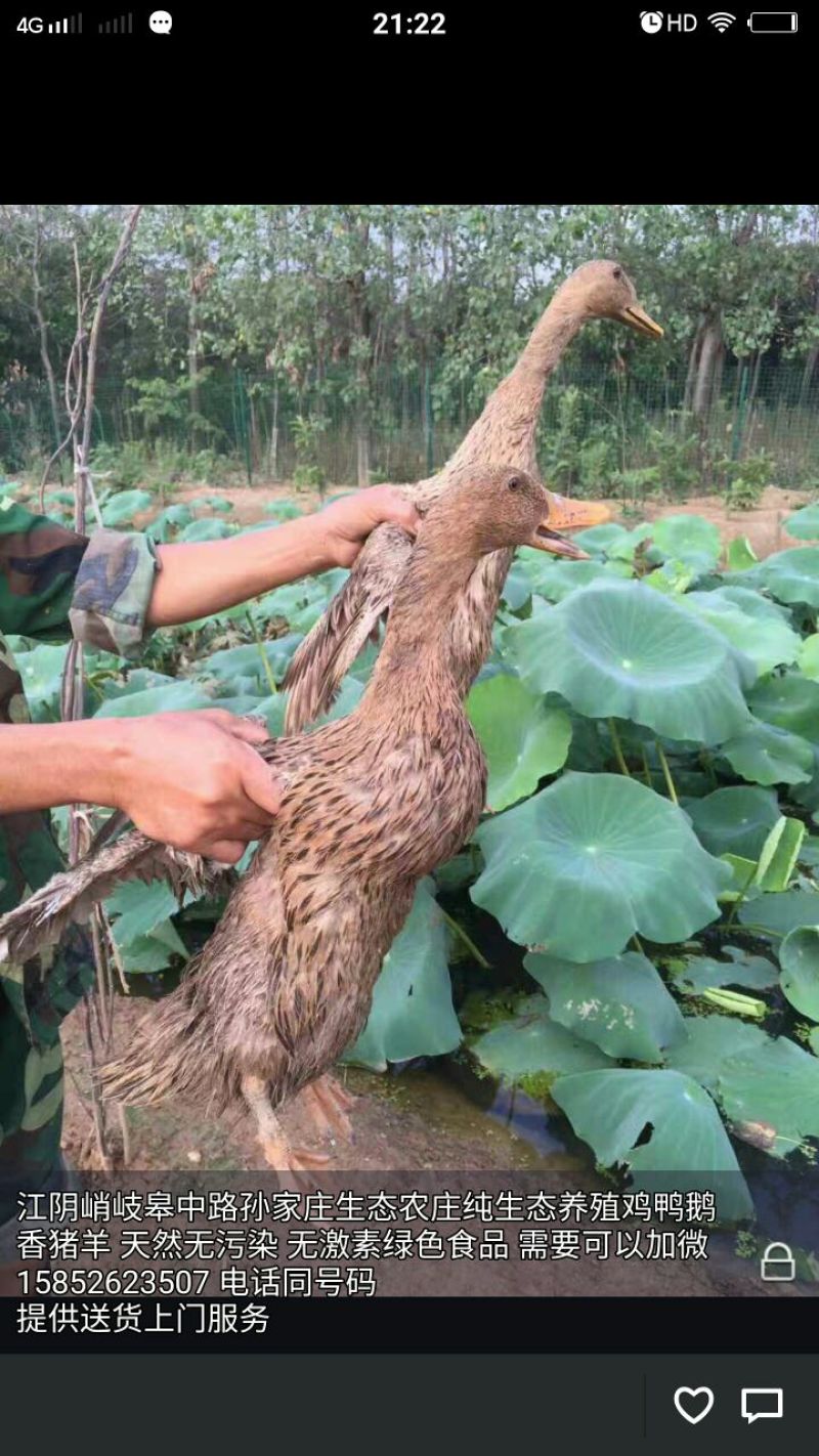 鸭肉